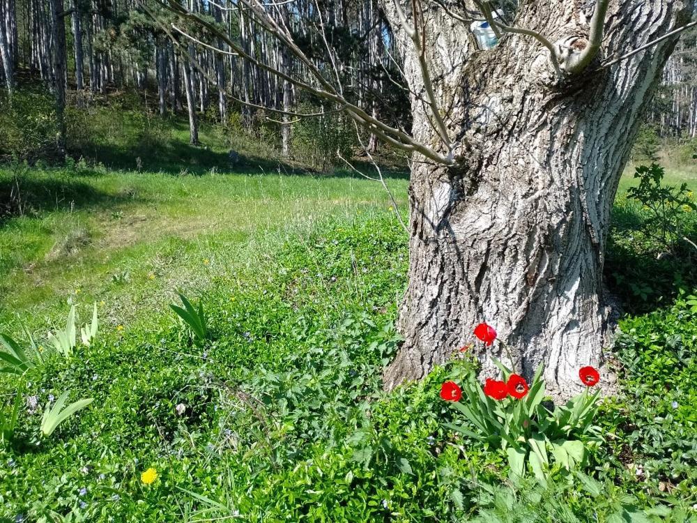 Penzion Litohlavy 17 - Na Samote U Lesa Králŭv Dvŭr Exterior foto